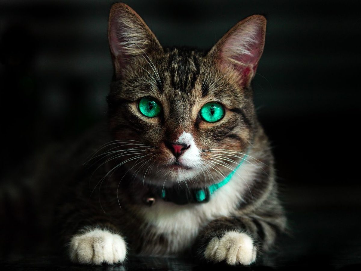 Close-up of a tabby cat looking into the camera