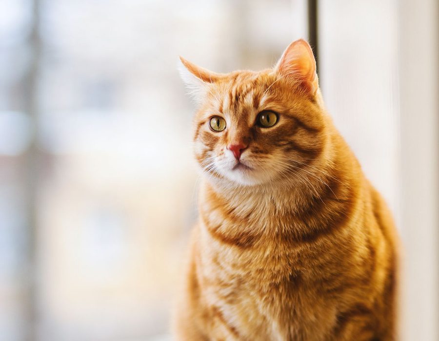 Ginger cat sitting on a windowsill